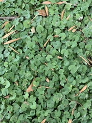 Dichondra repens