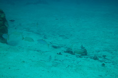 Caranx bartholomaei