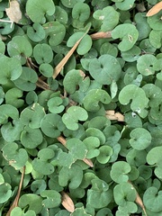 Dichondra repens