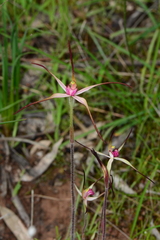 Caladenia versicolor