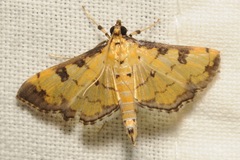 Ategumia ebulealis