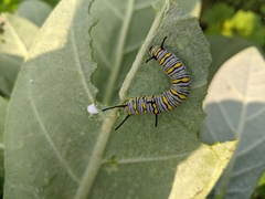 Danaus chrysippus