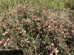 Platylobium obtusangulum