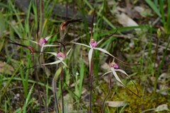 Caladenia versicolor