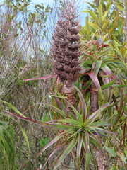 Dracophyllum traversii