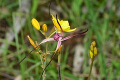 Caladenia versicolor
