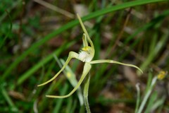 Caladenia versicolor