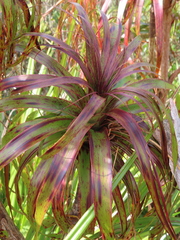 Dracophyllum traversii