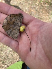 Pemphigus obesinymphae