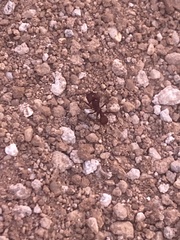 Acromyrmex versicolor