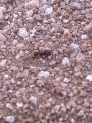 Acromyrmex versicolor