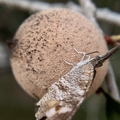 Disholcaspis cinerosa