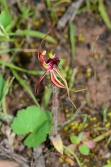 Caladenia