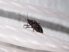 Neolethaeus assamensis