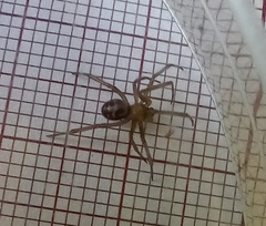 Steatoda grossa
