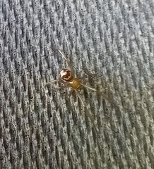 Steatoda grossa