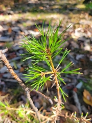 Pinus virginiana
