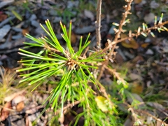 Pinus virginiana
