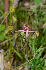 Caladenia versicolor