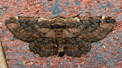 Pholodes sinistraria