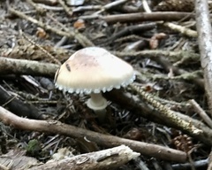 Lepiota rubrotinctoides