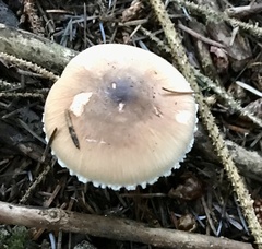 Lepiota rubrotinctoides