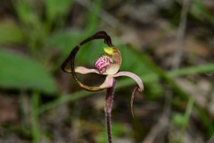 Caladenia versicolor