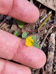 Chamaecrista rotundifolia