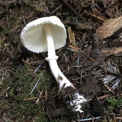 Lepiota rubrotinctoides