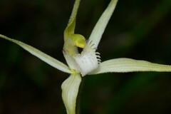 Caladenia versicolor