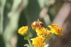 Hypselonotus punctiventris