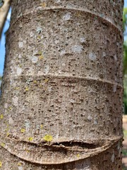Cecropia pachystachya