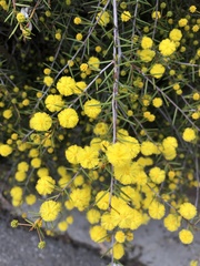 Acacia brownii