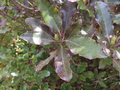 Quintinia serrata