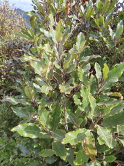 Quintinia serrata
