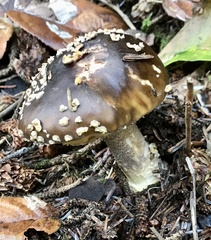 Amanita augusta