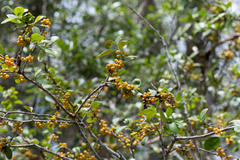 Denhamia bilocularis