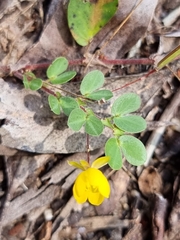 Chamaecrista rotundifolia