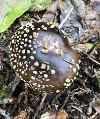 Amanita augusta