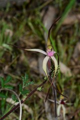 Caladenia versicolor