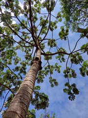 Cecropia pachystachya