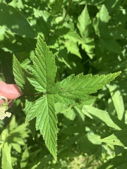 Filipendula ulmaria
