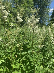 Filipendula ulmaria