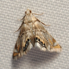 Eoparargyractis irroratalis