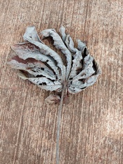 Cecropia pachystachya