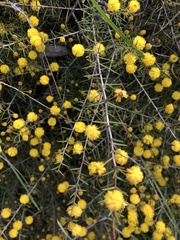 Acacia brownii