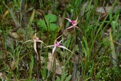 Caladenia versicolor