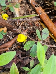 Chamaecrista rotundifolia