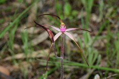 Caladenia versicolor