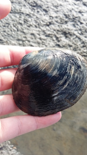 Cyclomactra tristis